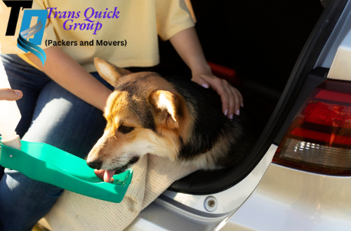 Pet Relocation Services, Packers and Movers, Movers and Packers, Pet Transport Services, Pet Moving Services, Pet Shipping, Domestic Pet Transport, International Pet Relocation, Safe Pet Travel, Pet Courier Services, Pet Transportation Company, Pet Relocation Assistance, Pet Movers and Packers, Animal Transport Services, Pet Transfer Services, Pet Moving Assistance,